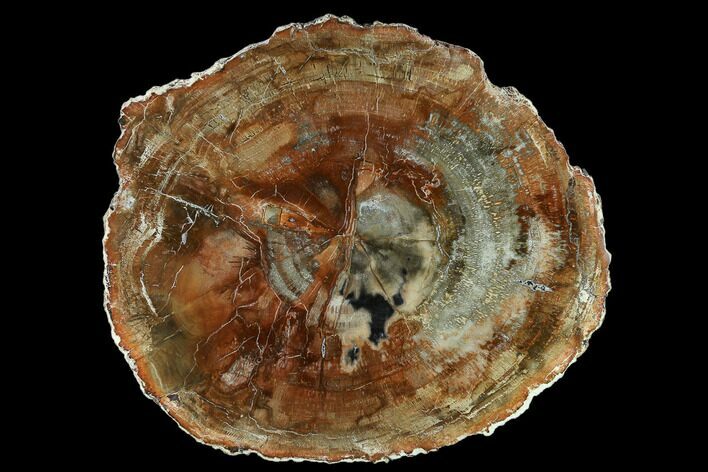Petrified Wood (Araucaria) Slab - Madagascar #133170